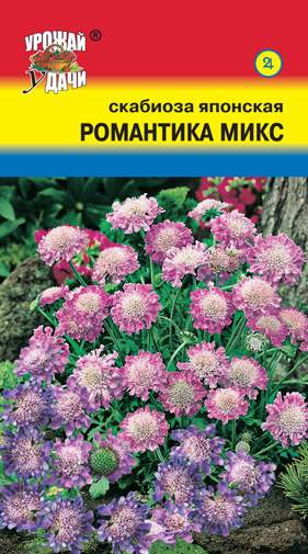 Семена Скабиозы Фото