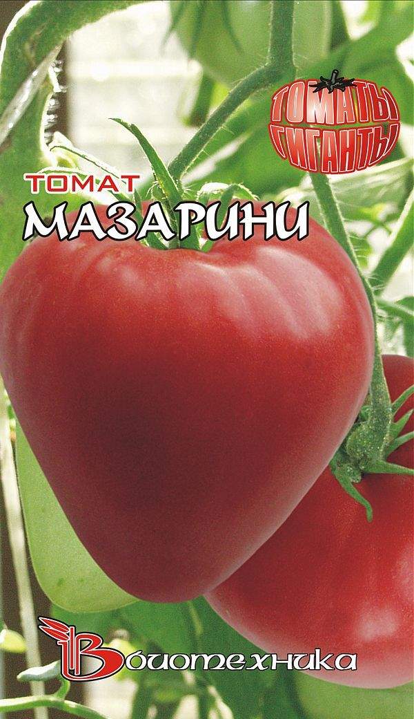 Помидор Мазарини Отзывы Фото