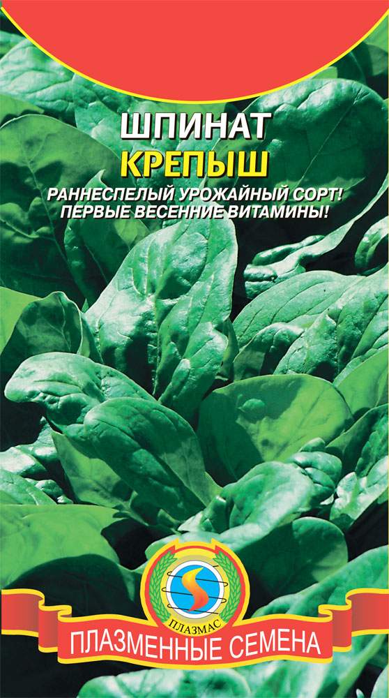 Шпинат крепыш фото