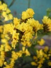 Статица Суприм желтая (поиск) 0,15 гр – купить в г. Москва Статица Суприм желтая (поиск) 0,15 гр – купить в г. Москва