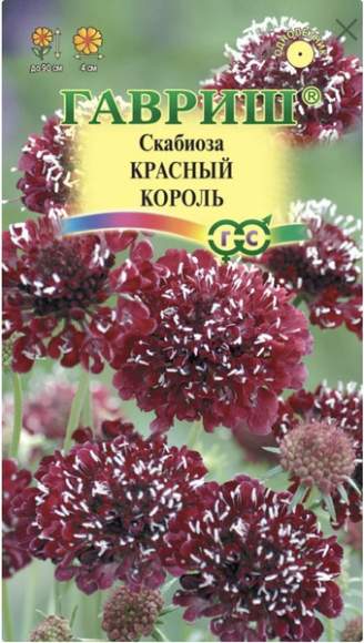 Скабиоза темно-пурпурная Красный король (гавриш) 6шт 