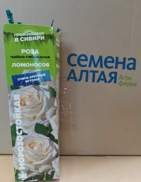 Роза Алтай чайно-гибридная Ломоносов 1шт – купить в г. Москва Роза Алтай чайно-гибридная Ломоносов 1шт – купить в г. Москва
