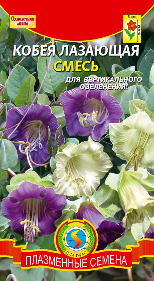 Как выглядят семена кобеи лазающей фото