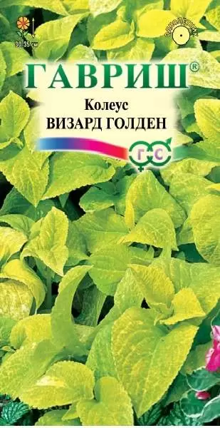 Купить семена Колеус Визард Голден (гавриш) 4шт — доставка по России ...