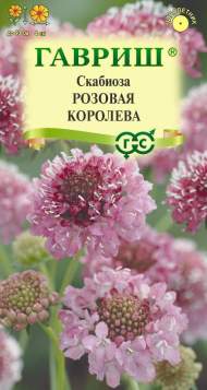 Скабиоза темно-пурпурная Розовая королева (гавриш) 6шт Скабиоза темно-пурпурная Розовая королева (гавриш) 6шт