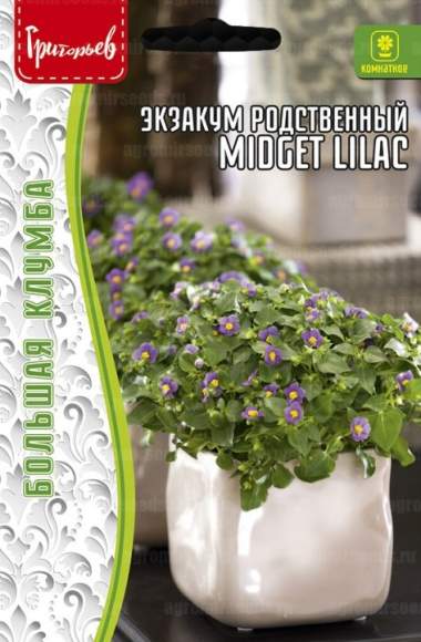 Экзакум родственный Midget lilac (Григорьев) 10 шт  – купить в г. Москва