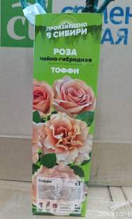 Роза Алтай чайно-гибридная Тоффи 1шт Роза Алтай чайно-гибридная Тоффи 1шт