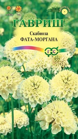 Скабиоза темно-пурпурная Фата Моргана (гавриш) 6шт 
