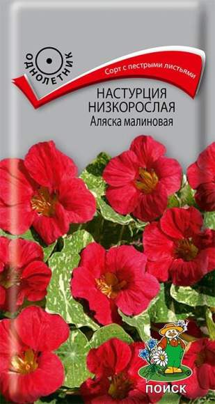 Настурция низкорослая Аляска малиновая (поиск) 1,0гр 