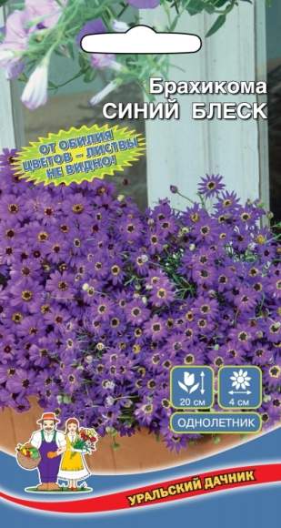Брахикома Синий блеск (уральский дачник) 0,05 гр  – купить в г. Москва