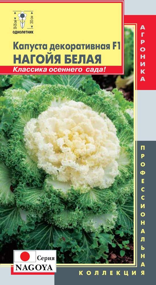 Купить Семена Декоративной Капусты В Интернет Магазине