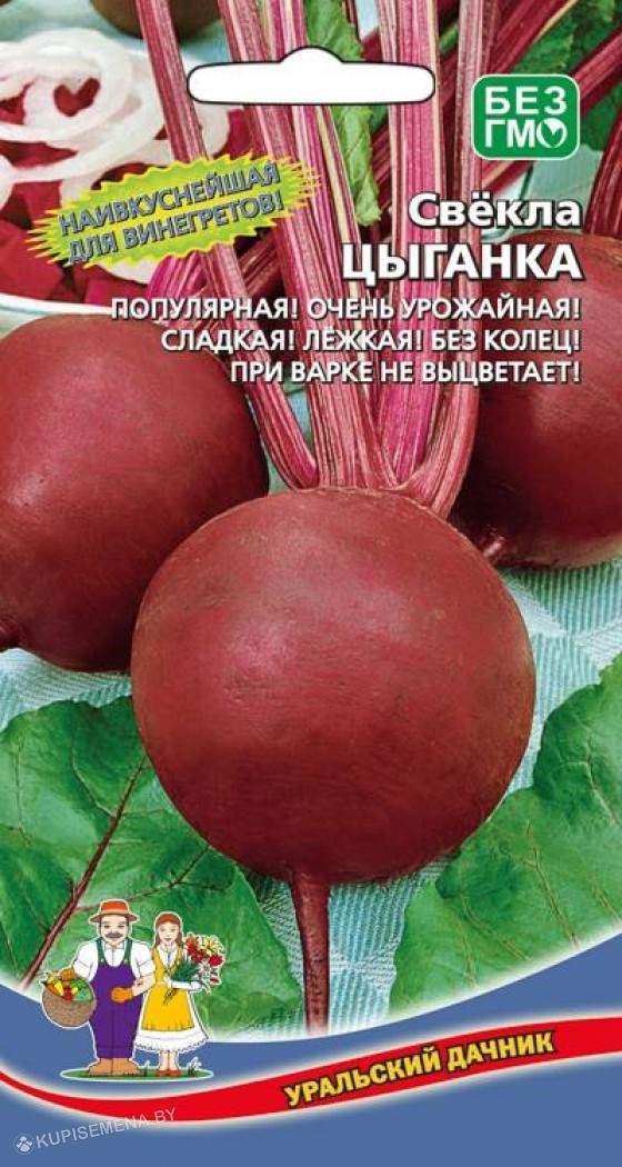 Сорт свеклы цыганочка. Свекла цыганочка описание. Свекла цыганка. Сорт свеклы бордо. Свекла цыганка.