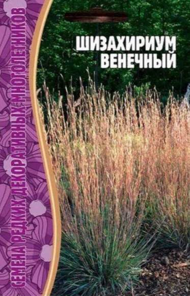 Шизахириум Венечный (Григорьев) 20шт 