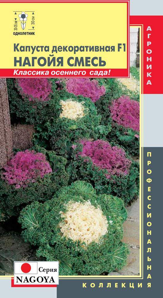 Купить Семена Декоративной Капусты В Интернет Магазине