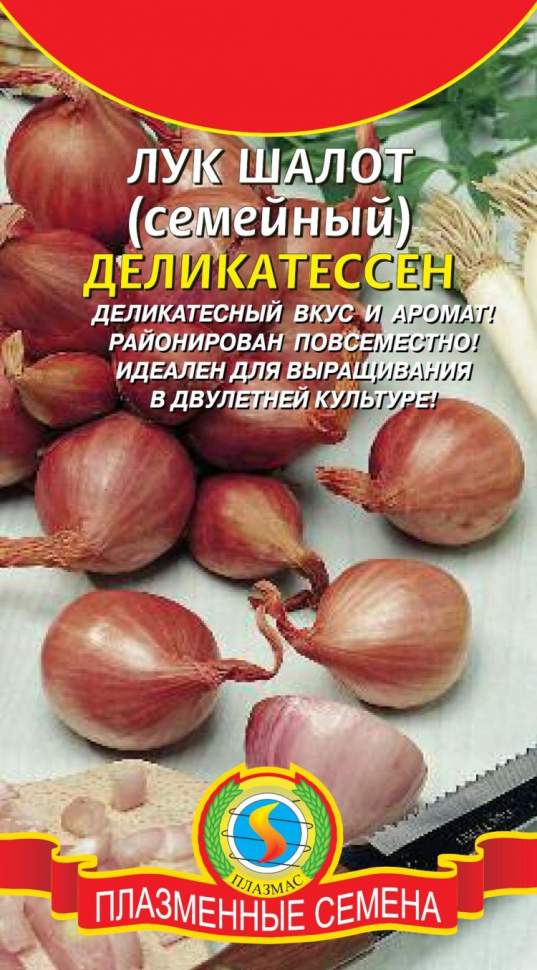 Лук севком под зиму: как перезимовали и всходят мои шалот и репчатый уДачный про