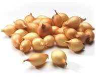  Лук-севок Стурон 10-21мм (Голландия)