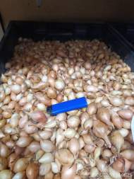  Лук-севок Стурон 10-21мм (Голландия)