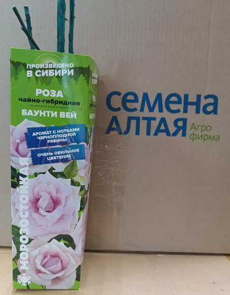Роза Алтай чайно-гибридная Баунти Вей 1шт   – купить в г. Москва