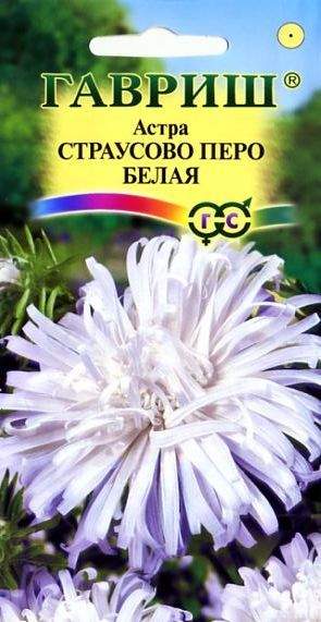 Астра страусово перо