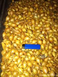 Лук-севок Геркулес F1 10-21мм (Голландия) Лук-севок Геркулес F1 10-21мм (Голландия)