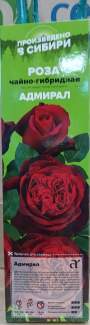 Роза Алтай чайно-гибридная Адмирал 1шт 