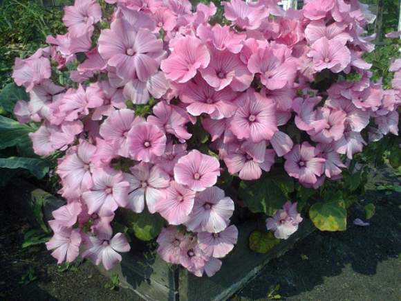 Лаватера Красотка розовая (поиск) 0,3гр  – купить в г. Москва