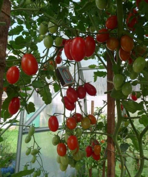 Томат Финик красный F1 (нк)15шт  – купить в г. Москва