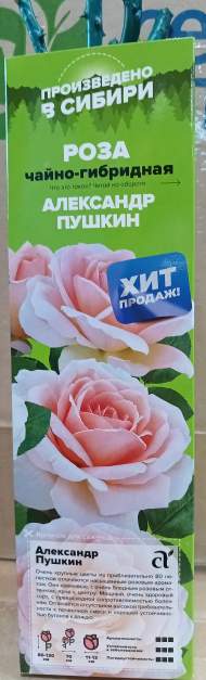 Роза Алтай чайно-гибридная А.Пушкин 1 шт 