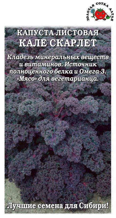 Капуста Листовая Кале Купить Семена