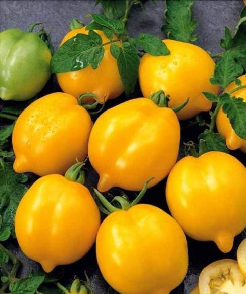 Томат Чудо Света (нк) 0,1гр – купить в г. Москва Томат Чудо Света (нк) 0,1гр – купить в г. Москва