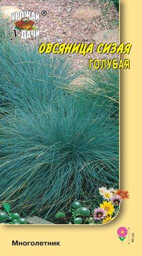 Овсяница Овечья Купить Семена