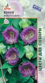 Кобея Фиолетовая (агрос) 5шт