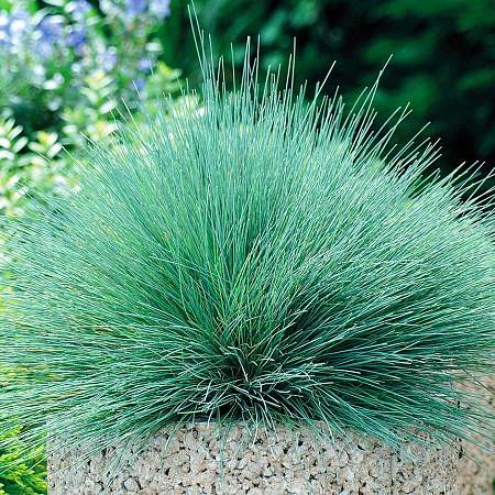 Булавоносец Колючий голубой (сады России) 3шт  – купить в г. Москва