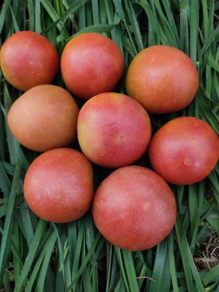 Томат Гном Буши чабаровский (мязина) 0,02 гр  – купить в г. Москва