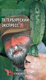 Огурец Петербургский экспресс F1 (биотехника) 8 шт
