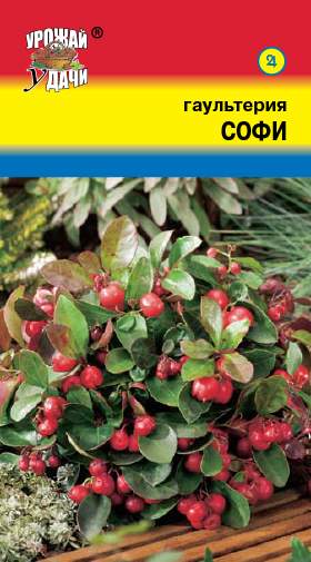 Гаультерия Софи (урожай удачи) 5 шт – купить в г. Москва Гаультерия Софи (урожай удачи) 5 шт – купить в г. Москва