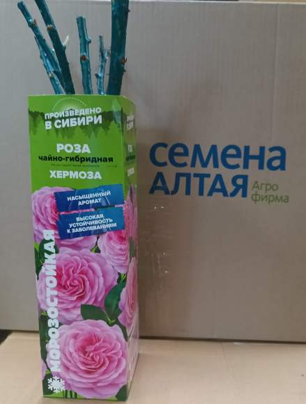 Роза Алтай чайно-гибридная Хермоза 1 шт  – купить в г. Москва