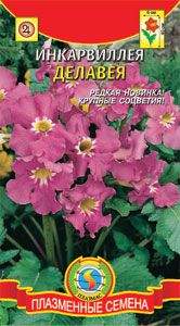 Инкарвиллея Делавея (плазмас) 7шт