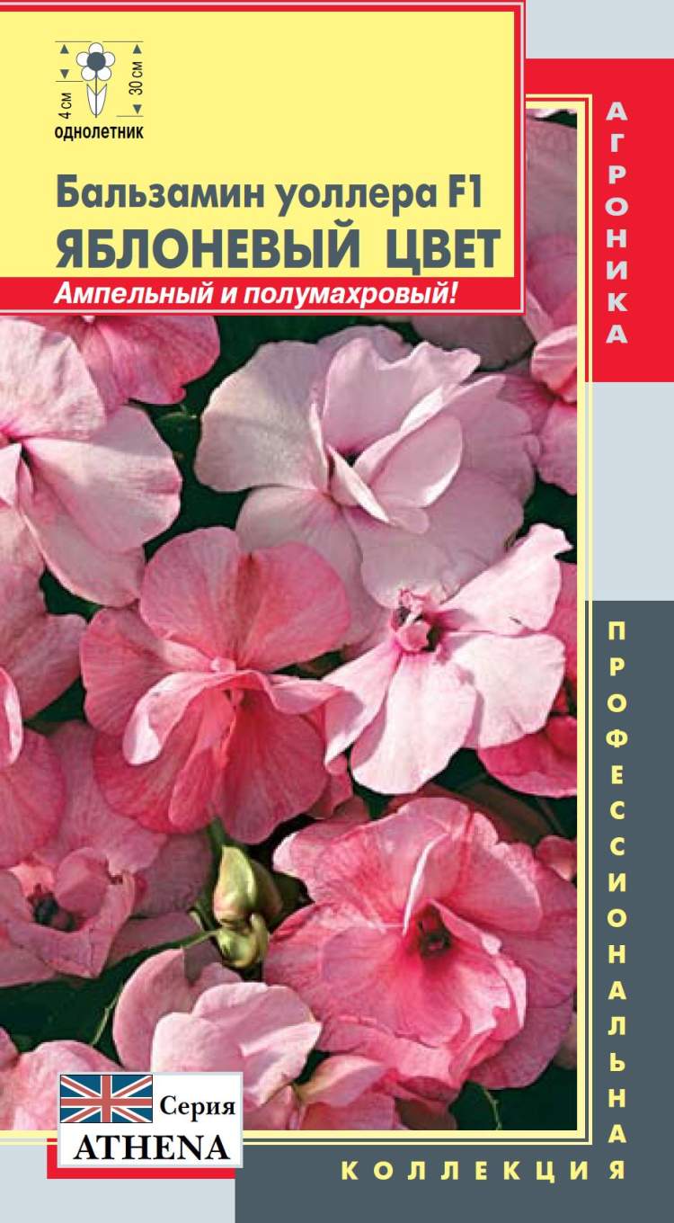 Купить семена Бальзамин Яблоневый цвет уоллера (п) с доставкой курьером ...