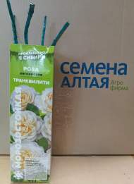 Роза Алтай английская Транквилити 1 шт