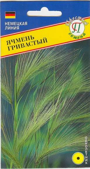 Ячмень гривастый 