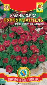 Камнеломка Пурпурмантель (плазмас) 0,01 гр