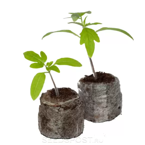 Таблетки Jjiffy-7 d=41мм 1 шт Таблетки Jjiffy-7 d=41мм 1 шт