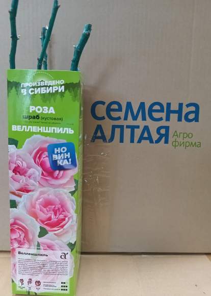 Роза Алтай шраб (кустовая) Велленшпиль 1 шт  – купить в г. Москва