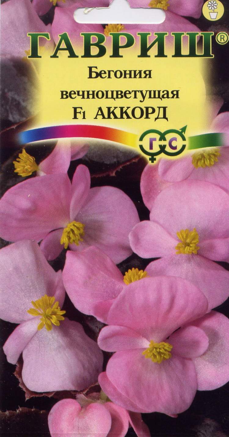 Семена Бегонии Декоративной Купить