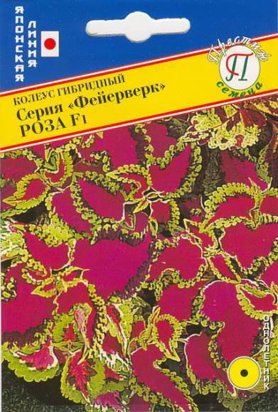 Колеус серия фейерверк Роза F1 (престиж) 10 шт – купить в г. Москва Колеус серия фейерверк Роза F1 (престиж) 10 шт – купить в г. Москва