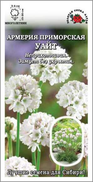 Армерия Приморская Уайт (зса) 5шт (многолетник) 