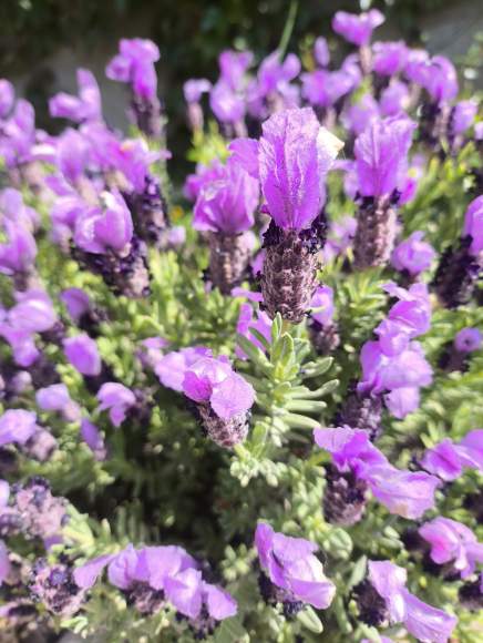 Лаванда бандера Дип перпл (сады России) 5 шт – купить в г. Москва Лаванда бандера Дип перпл (сады России) 5 шт – купить в г. Москва