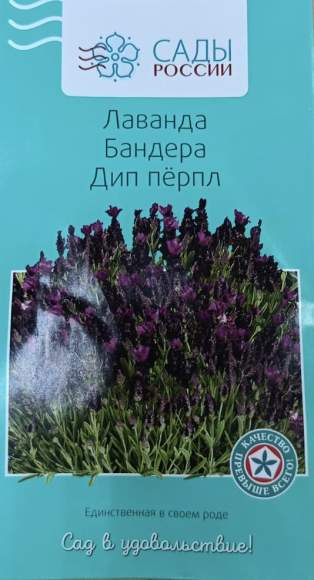Лаванда бандера Дип перпл (сады России) 5 шт – купить в г. Москва Лаванда бандера Дип перпл (сады России) 5 шт – купить в г. Москва