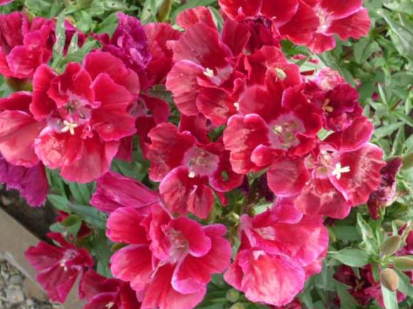 Годеция крупноцветковая Красна девица (поиск) 0,2г  – купить в г. Москва